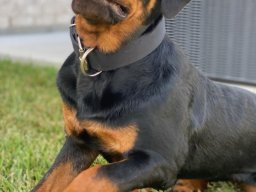 tyson 2